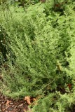 Artemisia afra RCP10-07 017.jpg